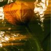 Nourishing Rich Cream - Image 4